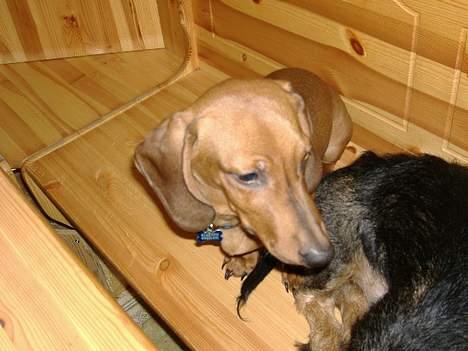 Gravhund Albert billede 1