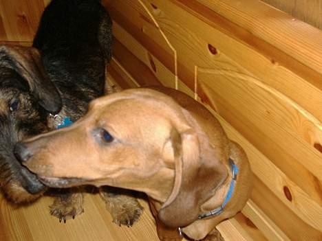 Gravhund Albert billede 2