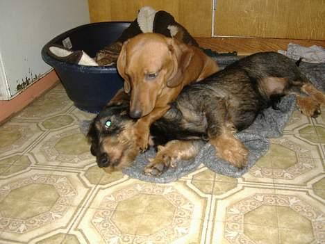 Gravhund Albert billede 3