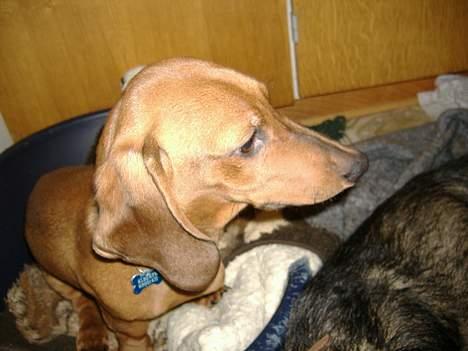 Gravhund Albert billede 4