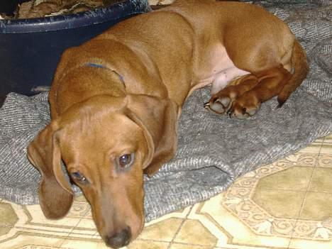 Gravhund Albert billede 5