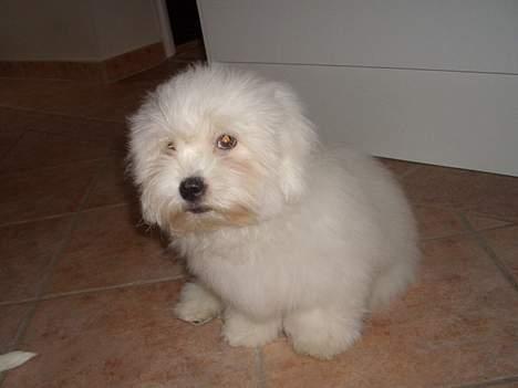 Coton de tulear Oscar billede 12