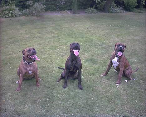 Amerikansk staffordshire terrier Jackie Brown R.I.P - min mor og bror...jeg er den bredeste...hihi billede 6