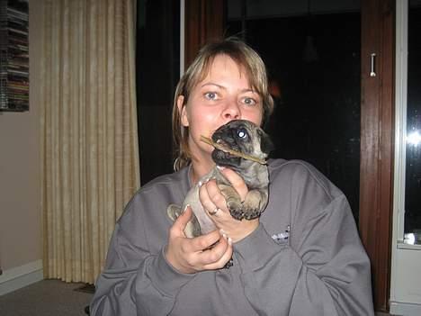 Mops Elvis - Mig og tante Dorte..-seee et fint lille kød ben hun gav mig ;o) billede 3