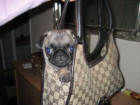 Mops Elvis - Moaaar,tag mig dog op af den taske..-jaaa du griner.. Hmm!!! billede 4
