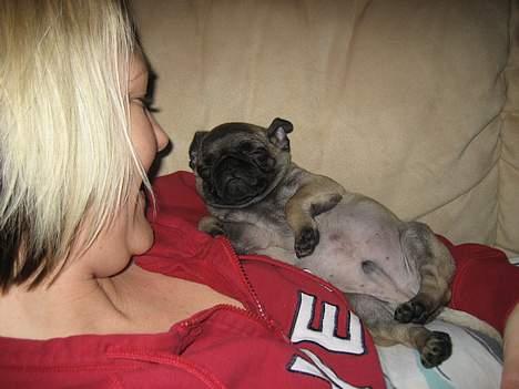 Mops Elvis - Ligner jeg en flager mus ??? NOT billede 6
