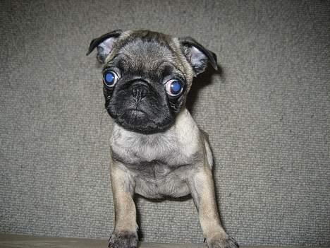 Mops Elvis - Tag mig nu op i sofaen, lover jeg er sød nu.... billede 7