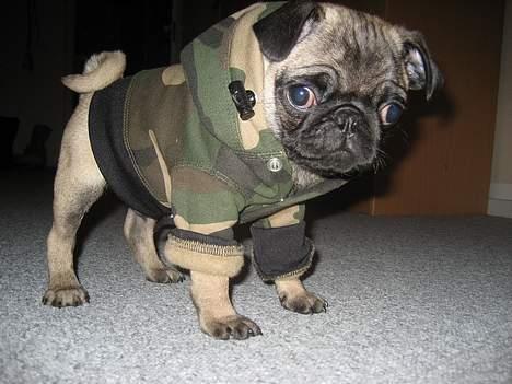 Mops Elvis - Jeg er INGEN tøj hund..-men godt i more jer over mig....Hmmm billede 9