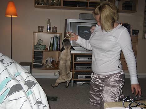 Mops Elvis - Jeg burde være cirkus hund,se hvor højt jeg er oppe i luften.... billede 10