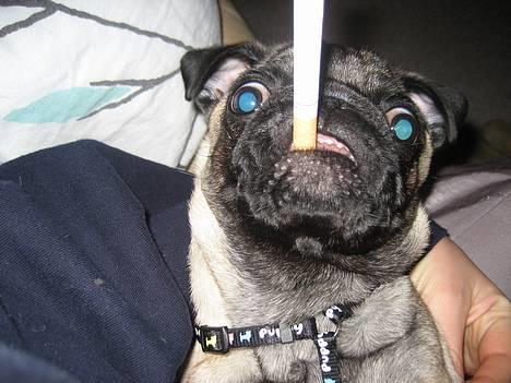 Mops Elvis - kan jeg få noget ild herovre ????? billede 12