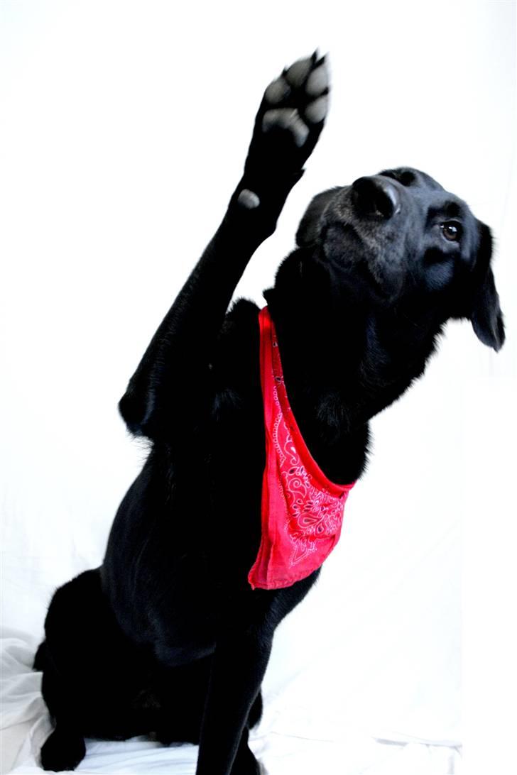 Blanding af racer Bette billede 1