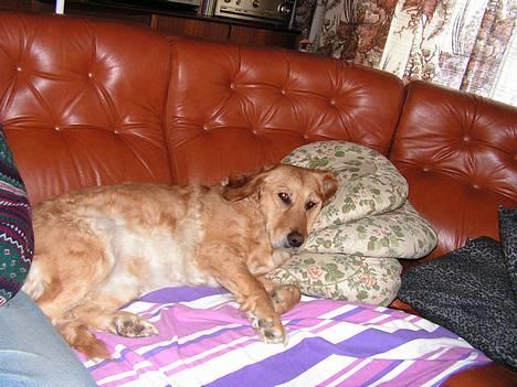 Golden retriever Bonnie billede 10