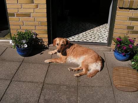 Golden retriever Bonnie billede 11