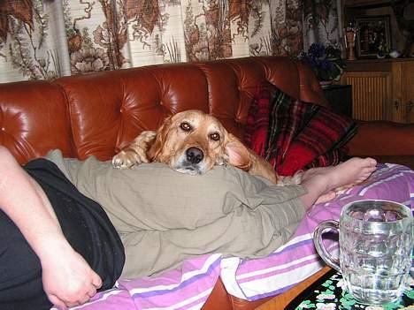 Golden retriever Bonnie billede 12