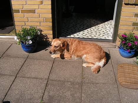 Golden retriever Bonnie billede 13