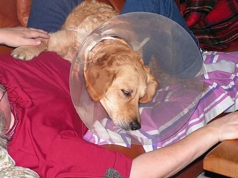 Golden retriever Bonnie billede 14