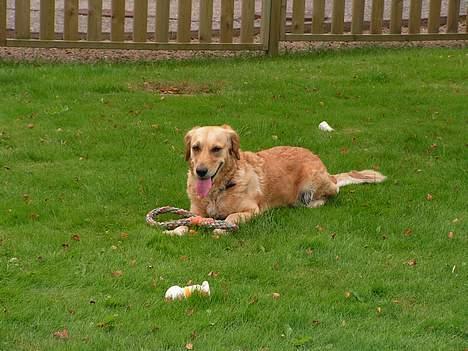 Golden retriever Bonnie billede 15