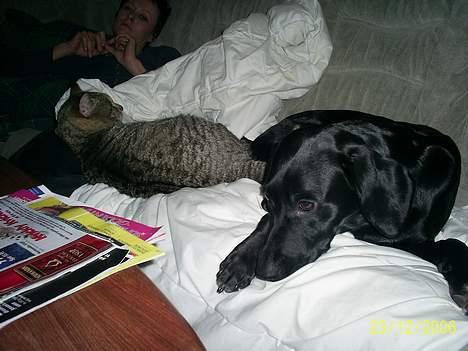 Labrador retriever Freja (Formel 1) - Se mig og Miv er gode venner :).. så tæt har vi aldrig ligget før :) billede 19