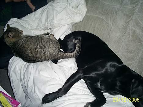 Labrador retriever Freja (Formel 1) - Vi er trætte begge to.. er vi ikk søøde?? billede 20