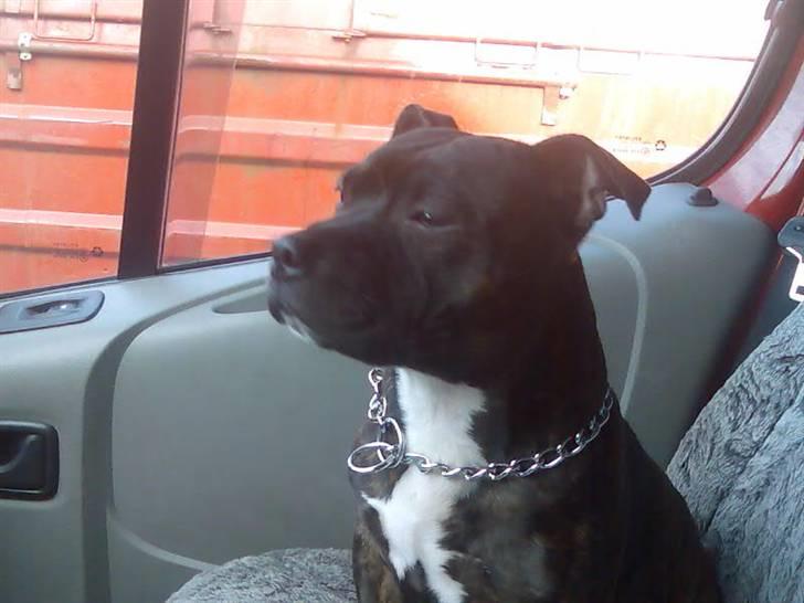 Staffordshire bull terrier kenzo. R.I.P billede 1