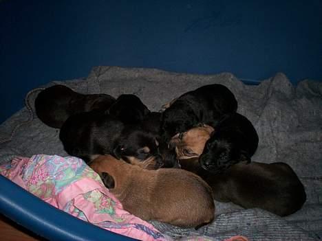 Blanding af racer mille - så er der ro over di små billede 9