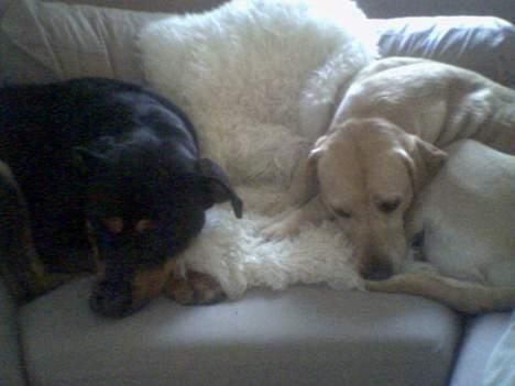 Blanding af racer mille billede 10