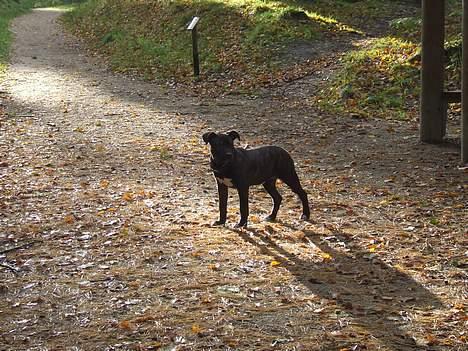 Amerikansk staffordshire terrier ASTA - Skørping hundeskov. 5 mdr billede 11