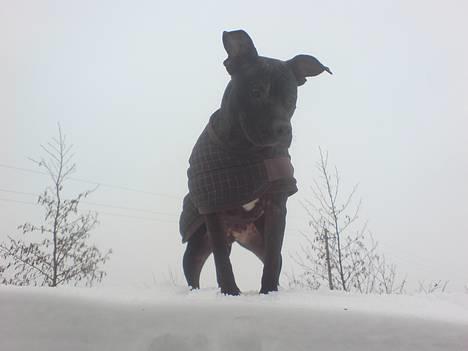 Amerikansk staffordshire terrier ASTA - Nyder sneen, 7 mdr billede 12