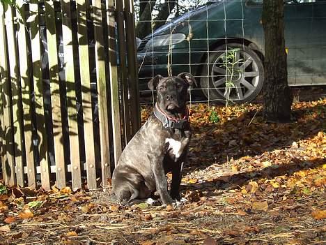 Amerikansk staffordshire terrier ASTA - 5 mdr billede 13