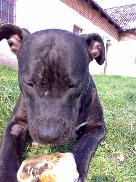 Amerikansk staffordshire terrier ASTA - 9 mdr billede 14