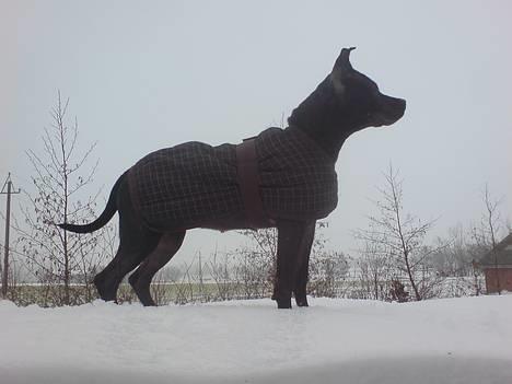 Amerikansk staffordshire terrier ASTA - 7 mdr billede 15