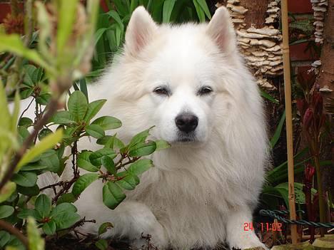 Samojedhund BAMSE. R.I.P (død 25/2 08 - Er jeg ikk bare dejlig. billede 1