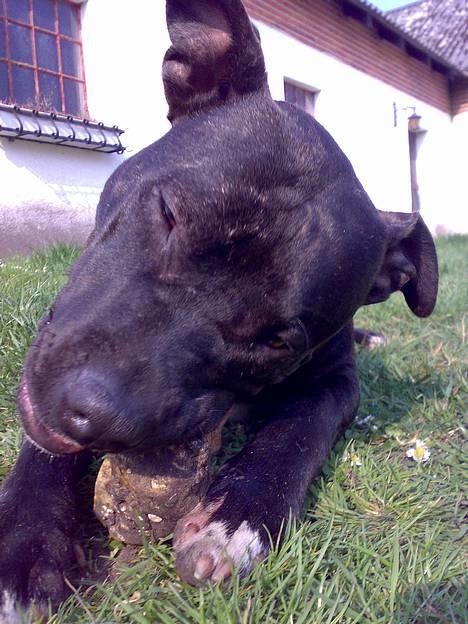 Amerikansk staffordshire terrier ASTA - 9 mdr billede 16