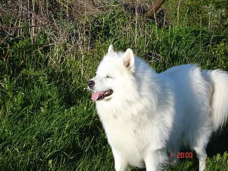 Samojedhund BAMSE. R.I.P (død 25/2 08 - Dejligt med lidt frisk bjergluft billede 2