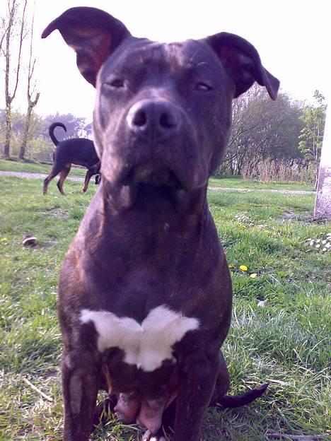 Amerikansk staffordshire terrier ASTA - 11 mdr billede 17