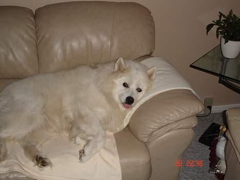 Samojedhund BAMSE. R.I.P (død 25/2 08 - Får mig lige en lille slapper billede 3