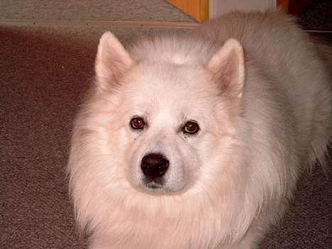 Samojedhund BAMSE. R.I.P (død 25/2 08 - Skal jeg nu fotograferes igen... har jo stadig søvn i øjnene.. billede 4