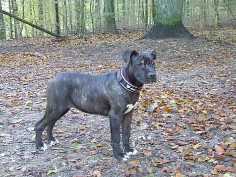 Amerikansk staffordshire terrier ASTA - 6 mdr billede 18