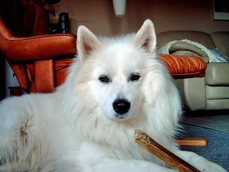 Samojedhund BAMSE. R.I.P (død 25/2 08 - Lækkert med en lille snack billede 5