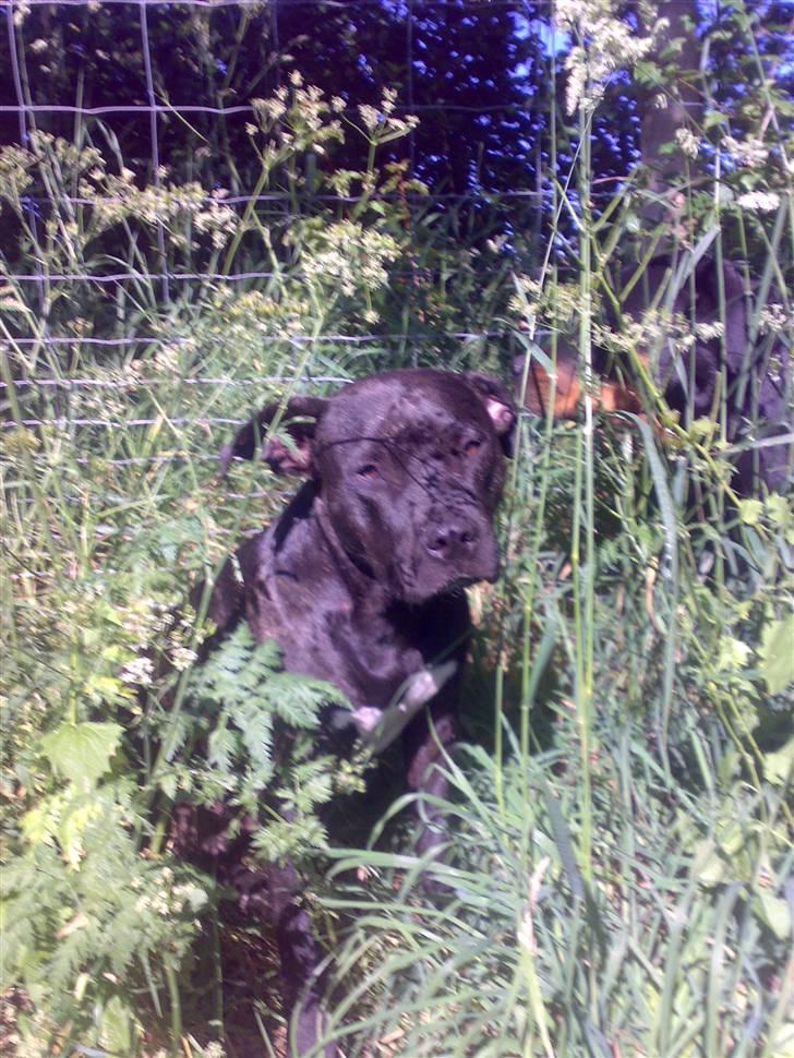 Amerikansk staffordshire terrier ASTA - Jeg nyder lige solen billede 19