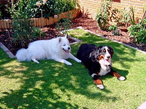 Samojedhund BAMSE. R.I.P (død 25/2 08 - Mig og min buddy billede 6
