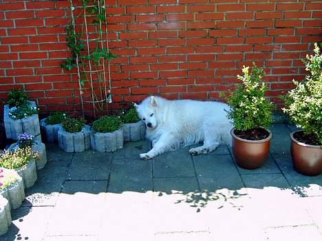 Samojedhund BAMSE. R.I.P (død 25/2 08 - Ligger lige og får mig en slapper. billede 7