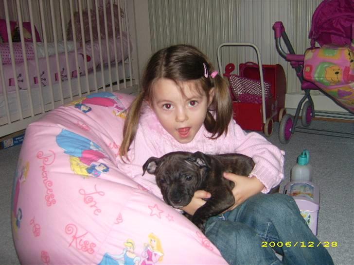 Staffordshire bull terrier kenzo. R.I.P billede 2