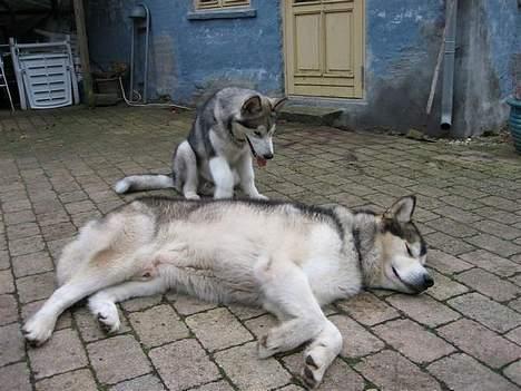 Alaskan malamute Mikkelsborgs Kido Aslan - Aslan på besøg hos hans hunde far billede 14