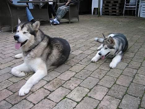 Alaskan malamute Mikkelsborgs Kido Aslan - Aslan & hans far (man kan se ligheden ikk) billede 15