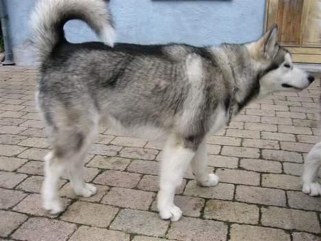 Alaskan malamute Mikkelsborgs Kido Aslan - Aslan 5 måneder gammel og stadigvæk ligeså nysgerrig billede 16