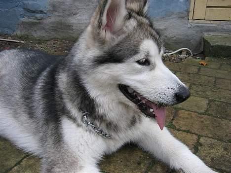 Alaskan malamute Mikkelsborgs Kido Aslan - Flot fyr ikk billede 17