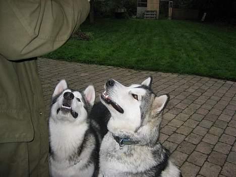 Alaskan malamute Mikkelsborgs Kido Aslan - Aslan og mor Jenna holder sammen... billede 18