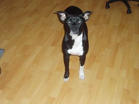 Amerikansk staffordshire terrier sif billede 12