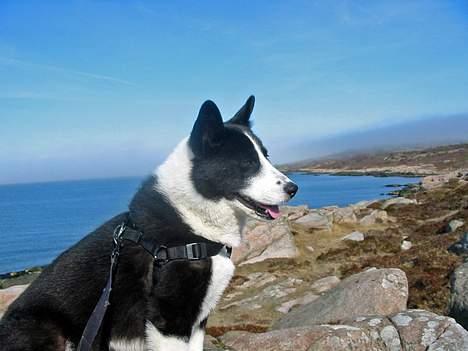 Karelsk bjørnehund Dina - Er her ikke smukt på Bornholm? billede 5